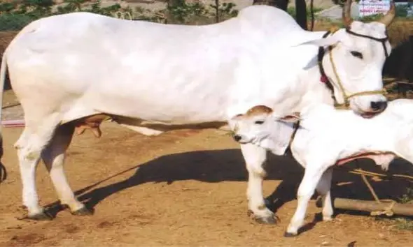 જામનગર જિલ્લાની ગૌશાળા-પાંજરાપોળો માટે 'મુખ્યમંત્રી ગૌમાતા પોષણ યોજના' હેઠળ સહાય મેળવવા અરજી પ્રક્રિયા શરૂ