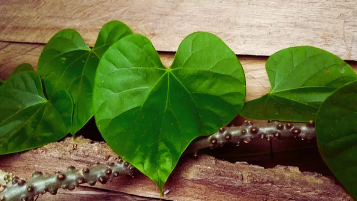giloy-benefits-uses-side-effects-and-more-in-gujarati-402063