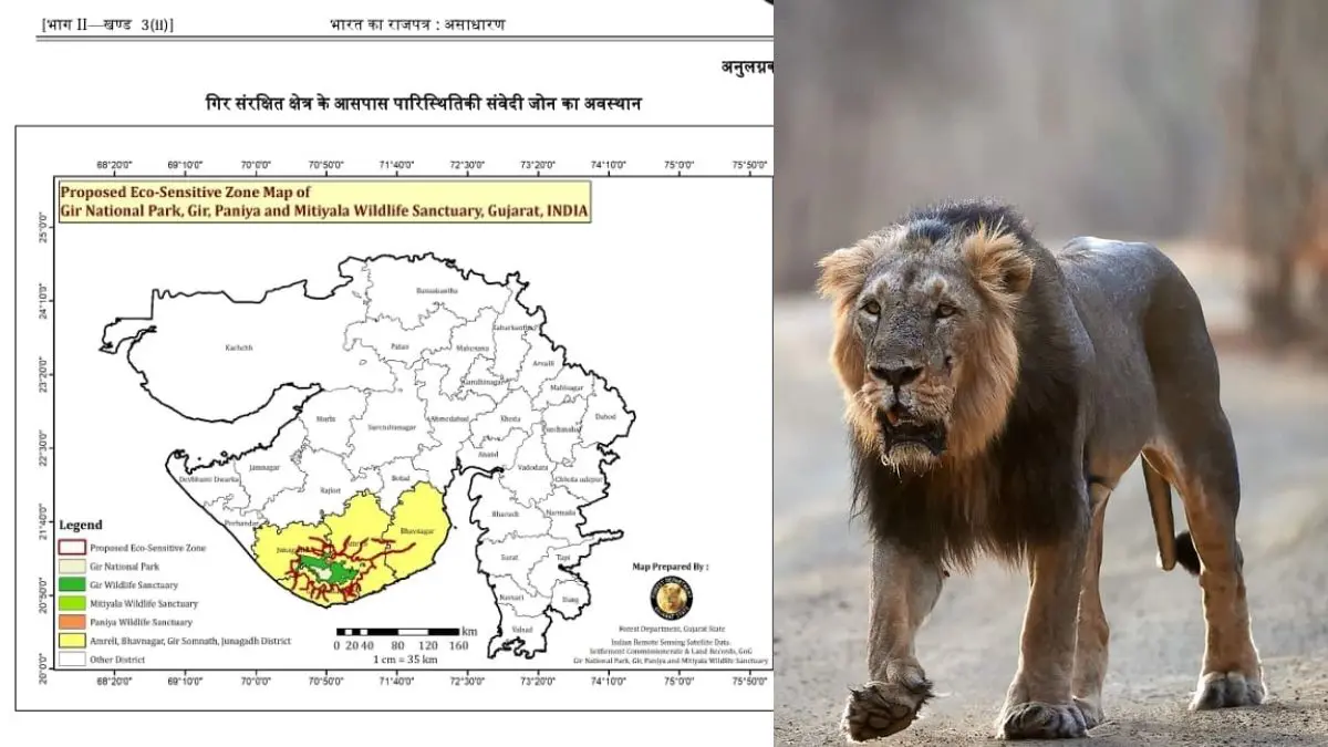 junagadh-news-gujarat-government-declares-eco-sensitive-zone-to-protect-asiatic-lions-around-gir-protected-area-402463