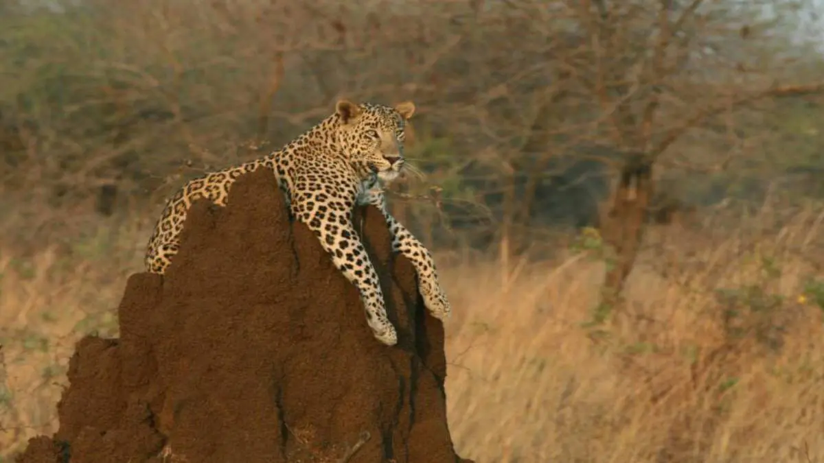 valsad-news-leopard-attack-on-old-woman-at-ambatalat-village-of-dharampur-423148