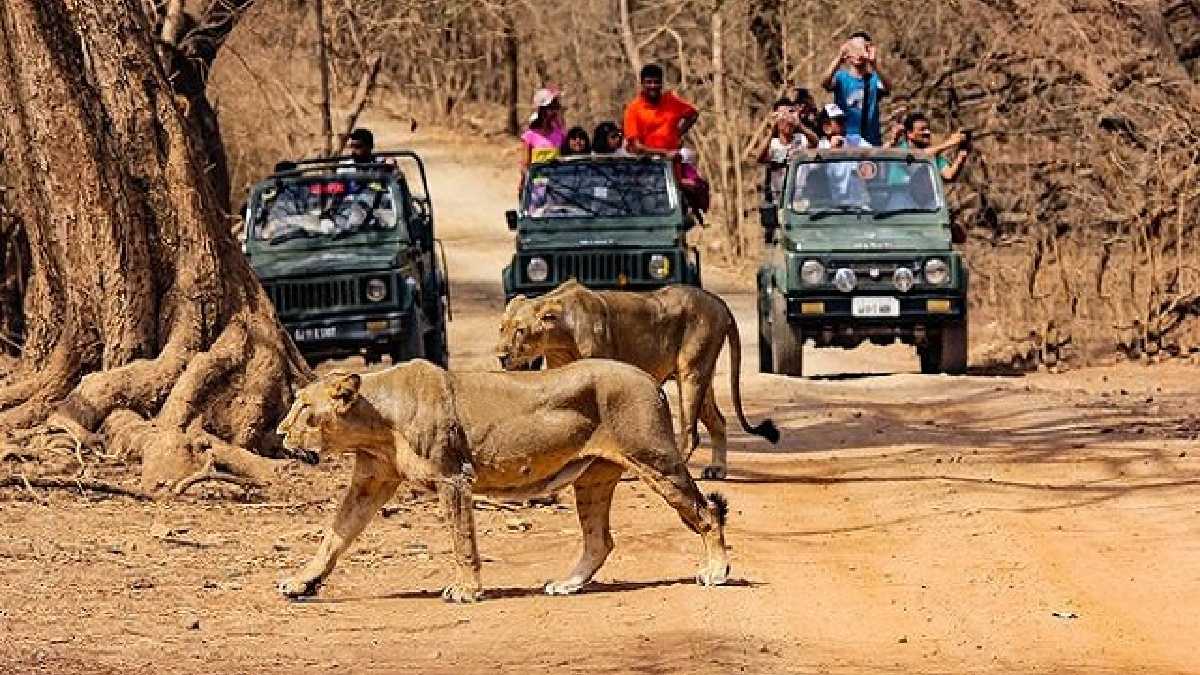 sasan-gir-national-park-safari-charges-ticket-price-timings-entry-fee-and-more-413789
