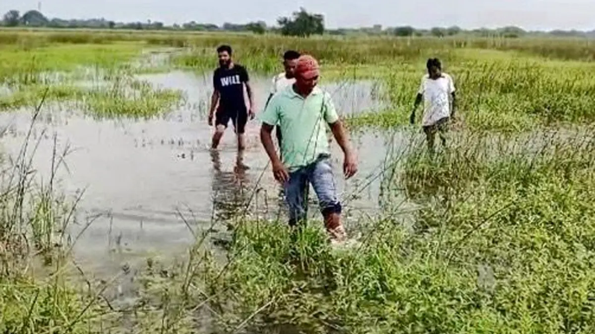 agriculture-department-guidelines-for-crop-protection-due-to-unseasonal-rains-631059