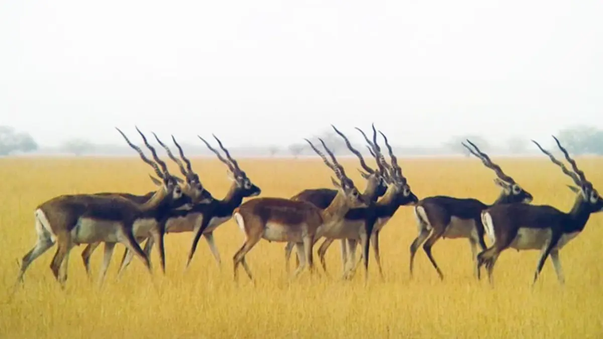 plan-to-visit-velavadar-blackbuck-national-park-in-bhavnagar-gujarat-on-diwali-vacation-2024-know-ticket-price-timings-and-more-412700