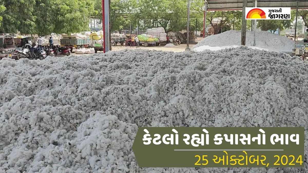 cotton-price-today-in-rajkot-apmc-25-october-2024-aaj-na-kapas-na-bajar-bhav-418963