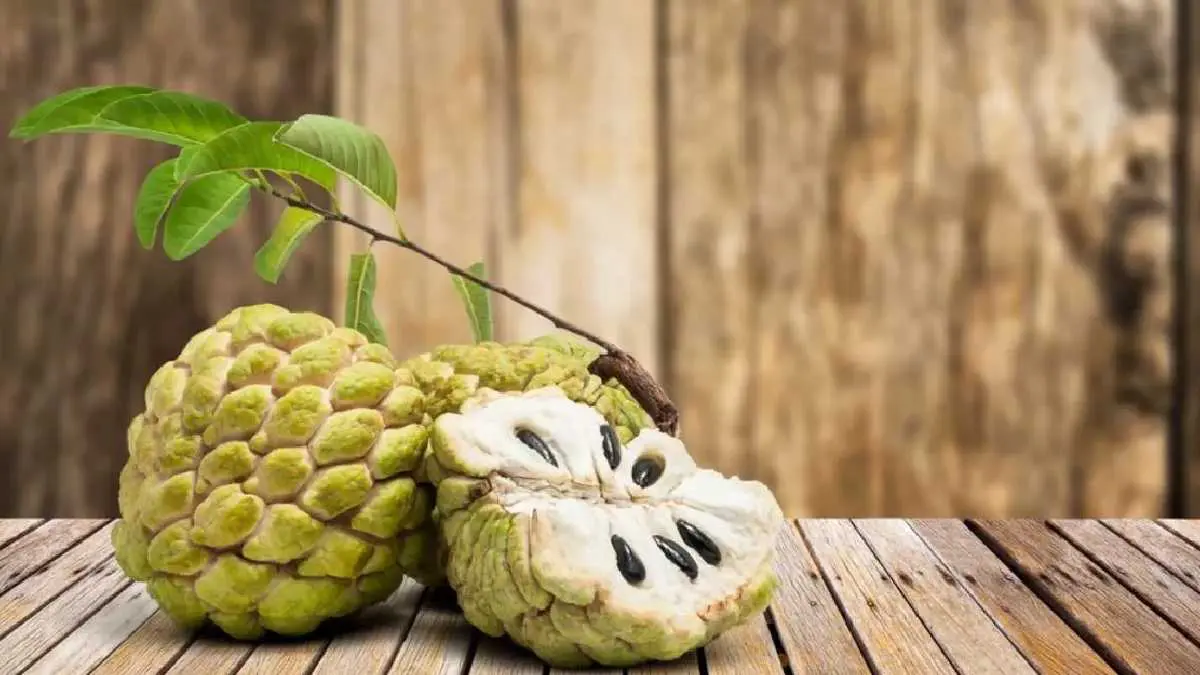 custard-apple-sitaphal-fruite-benefits-nutrition-side-effects-and-uses-424850
