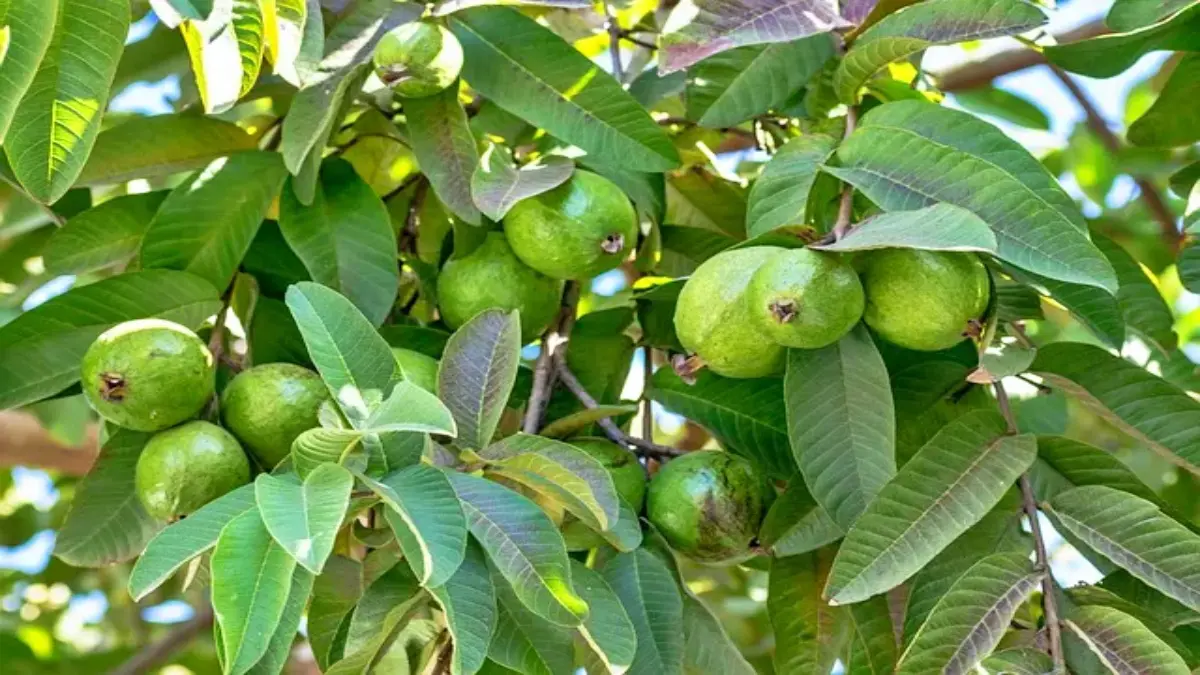 જામફળના પાનને ઉકાળીને પીવાથી થશે અનેક ફાયદા, ડાયાબિટીસ, કોલેસ્ટ્રોલ સહિતની આ બીમારીઓમાંથી રાહત મળશે - Boiling and drinking guava leaves will bring many benefits