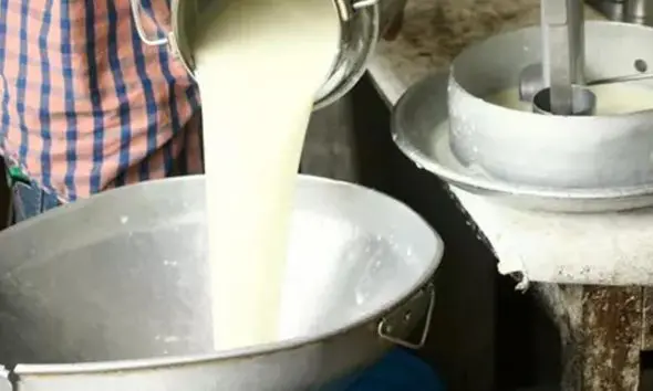 દાહોદના મીરાખેડી ગામના પશુપાલકની પ્રેરણાદાયી ગાથા: 300 લીટર દૂધ અને મહિને 1.50 લાખની કમાણી; ધોરણ 12 પાસ અમિતભાઈ બન્યા 'રોલ મોડેલ'