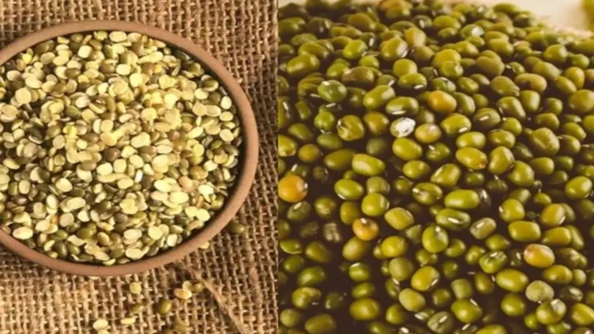 Support Price: 14મી જૂનથી ટેકાના ભાવથી ઉનાળુ મગની ખરીદી શરુ થશે, 23,400થી વધુ ખેડૂતોએ નોંધણી કરાવી - Purchase of summer moong at support price will start from June 14th, more than 23,400