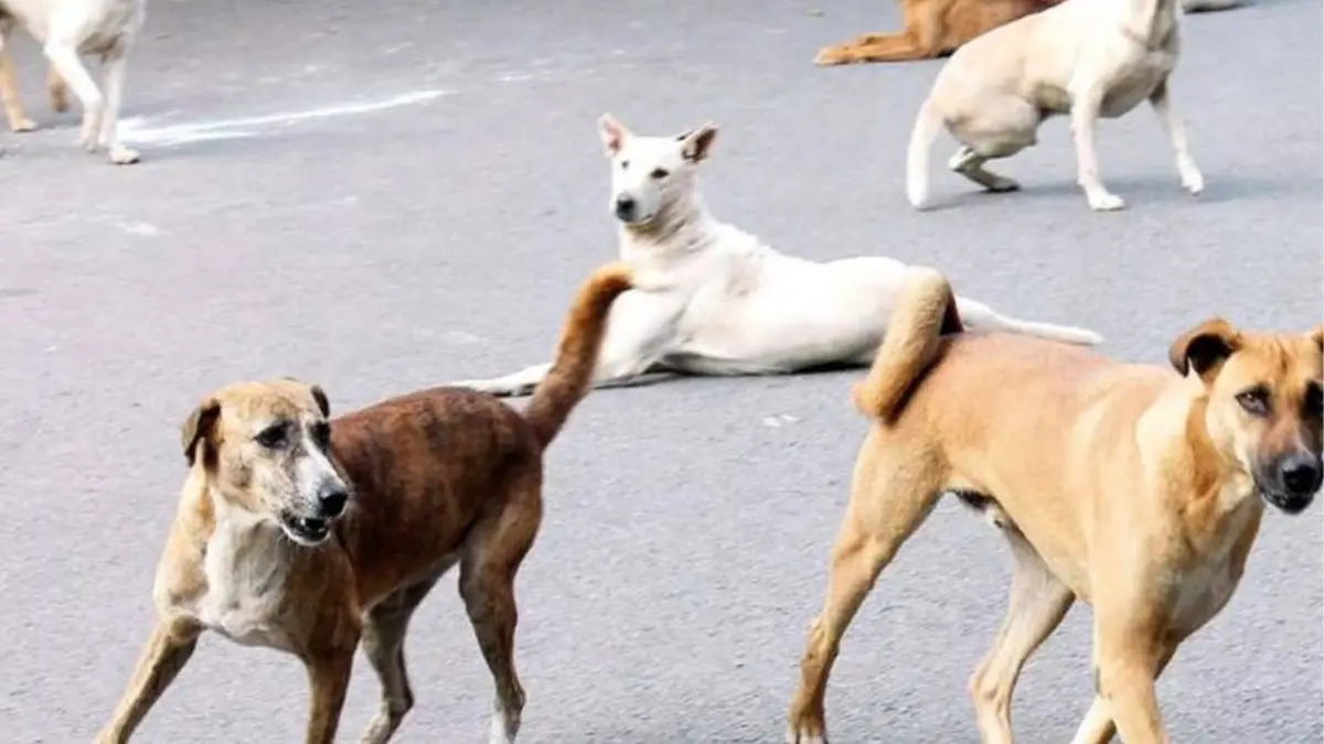 rabid-dog-terror-in-godhra-six-civilians-attacked-in-a-single-day-647712