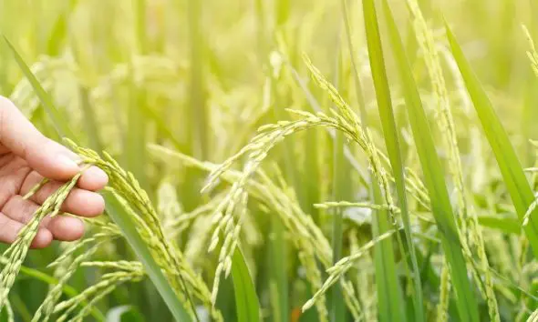 શિયાળુ પાકના વાવેતર માટે ખેતીવાડી વિભાગે ખેડૂતો માટે ગાઇડલાઇન જાહેર કરી