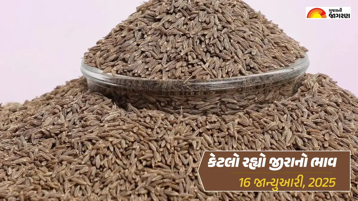 unjha-market-yard-apmc-mandi-jeera-bhav-rate-today-january-16-2025-check-latest-cummin-seed-jeera-price-460675