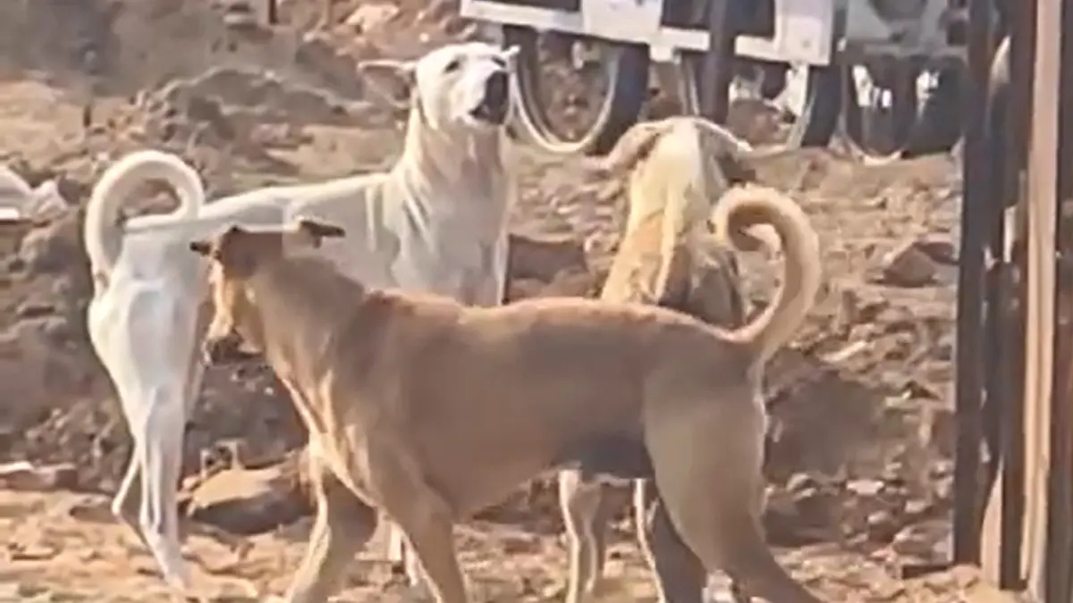 dog-attack-in-dhanera-kunwarla-village-13-people-bitten-girl-in-critical-condition-648761