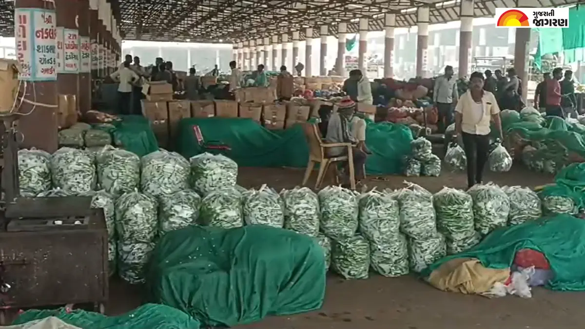 Gondal Market Yard Bhav Today 25 August 2025 | ગોંડલ માર્કેટ યાર્ડ શાકભાજીના ભાવ| ગોંડલ માર્કેટિંગ યાર્ડ આજના બજાર ભાવ | Gondal APMC Price Today | Gondal APMC Rate Today