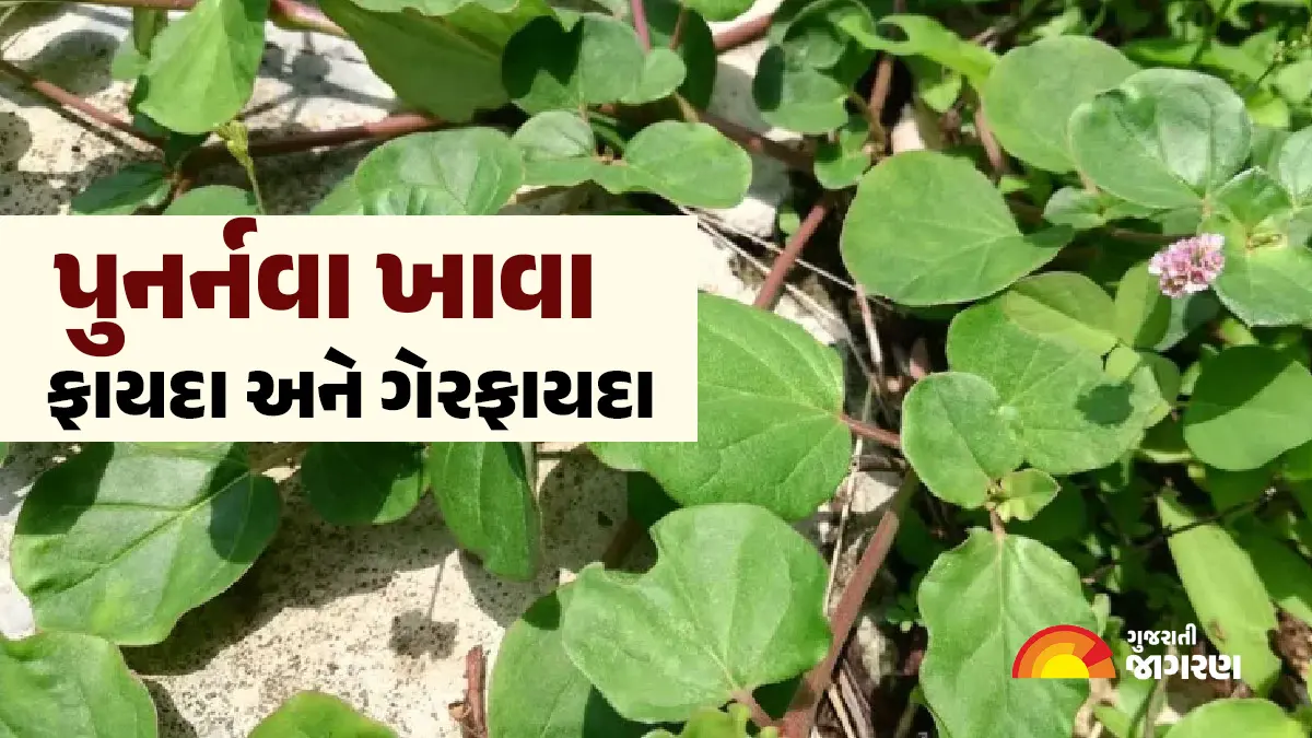eating-punarnava-protects-against-these-4-diseases-know-its-benefits-and-disadvantages-from-ayurvedacharya-473884