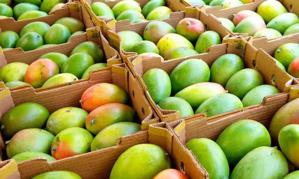 Mango Price In Amreli: અમરેલી યાર્ડમાં કેરીની સીઝનનો ધમાકેદાર પ્રારંભ: હાફૂસના ભાવ 7,000ને પાર, કેસર પણ તેજીમાં; જાણો આજના લેટેસ્ટ ભાવ