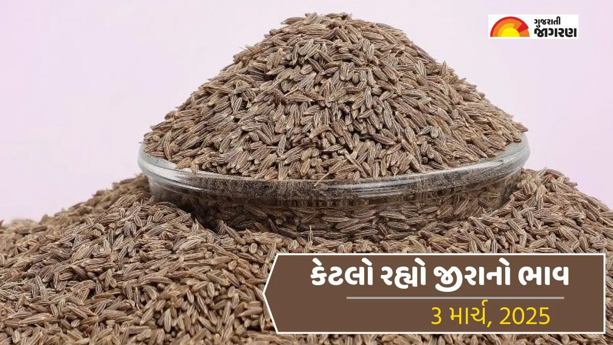 unjha-market-yard-apmc-mandi-jeera-bhav-rate-today-march-3-2025-check-latest-cummin-seed-jeera-price-484805