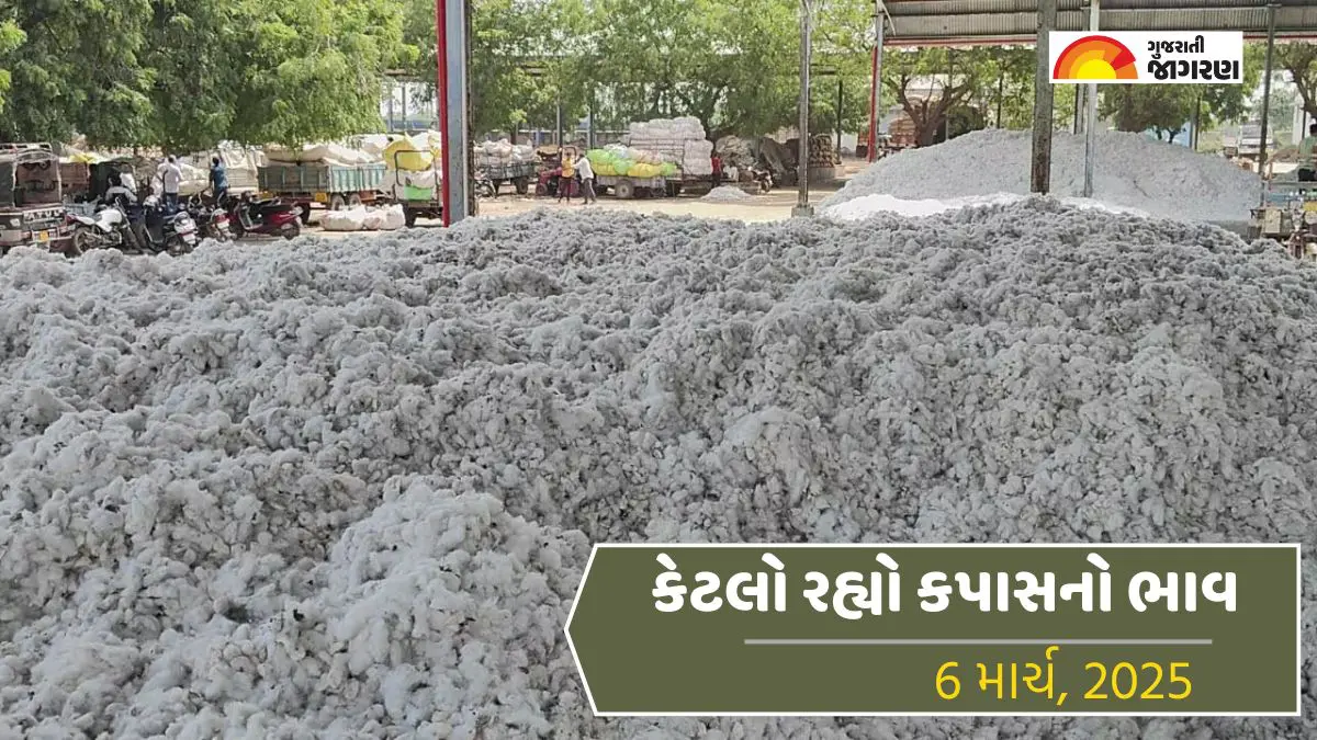 cotton-price-today-in-rajkot-apmc-6-march-2025-aaj-na-kapas-na-bajar-bhav-486720
