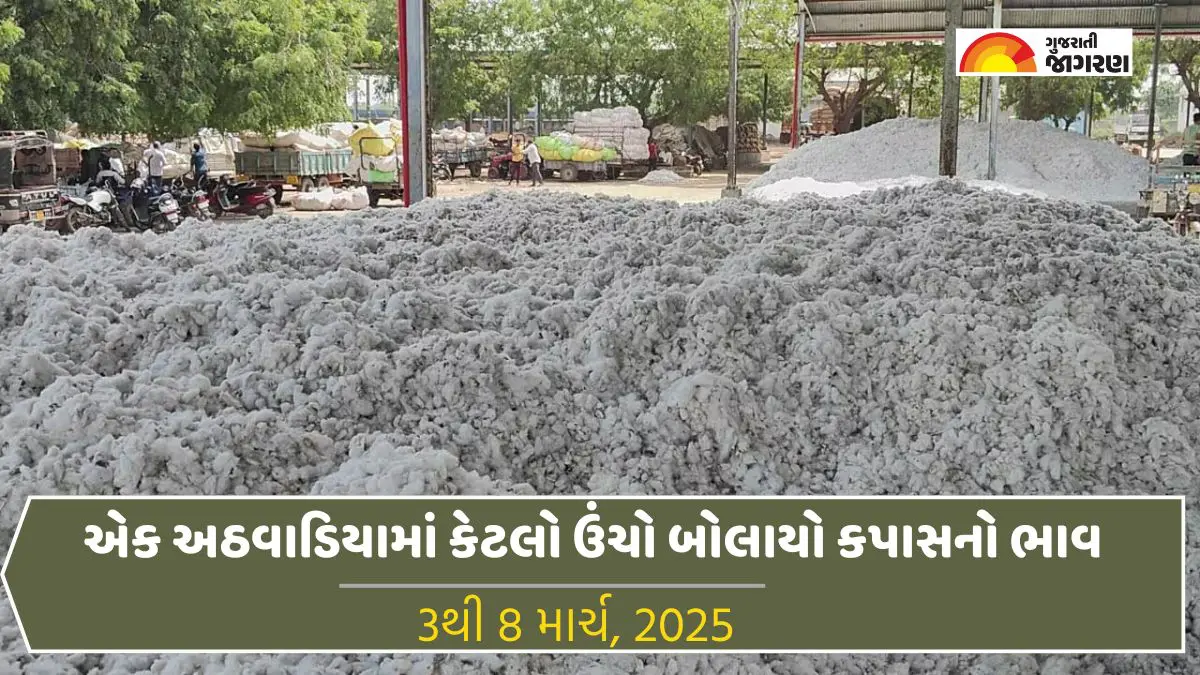 cotton-price-weekly-in-gujarat-apmc-3-to-8-march-2025-aaj-na-kapas-na-bajar-bhav-488255
