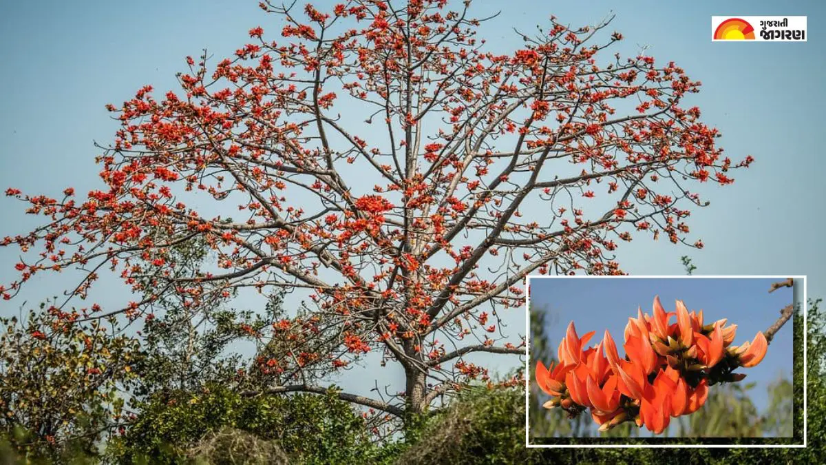 kesudo-or-palash-flower-uses-during-holi-dhuleti-and-its-ayurveda-benefits-490549