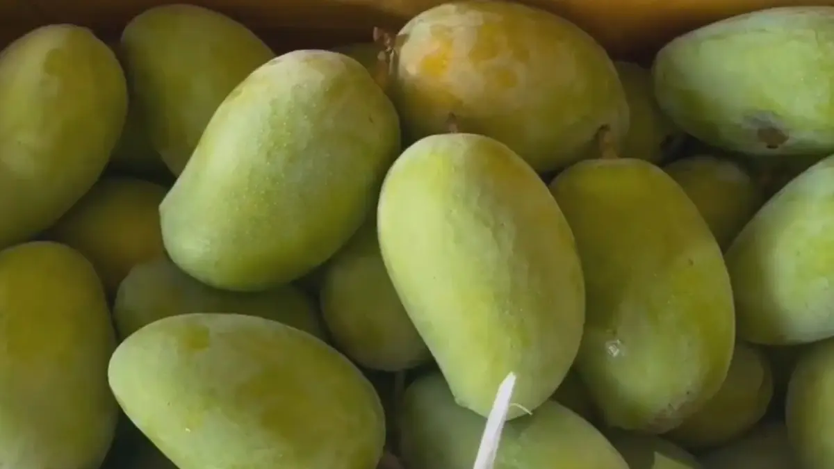 kesar-mango-price-in-ahmedabad-know-10-kg-box-price-520984