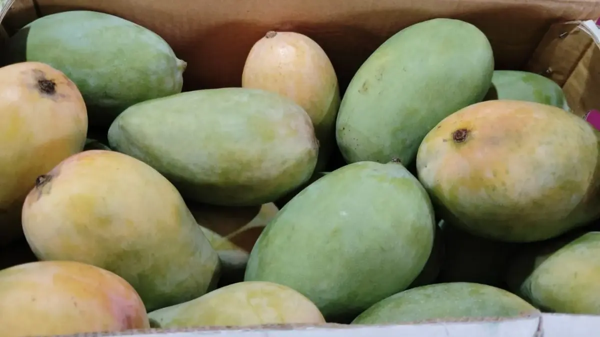 hafoos-sundari-mangoes-arrival-delayed-in-ahmedabad-kesar-mangoes-arriving-soon-check-10kg-box-price