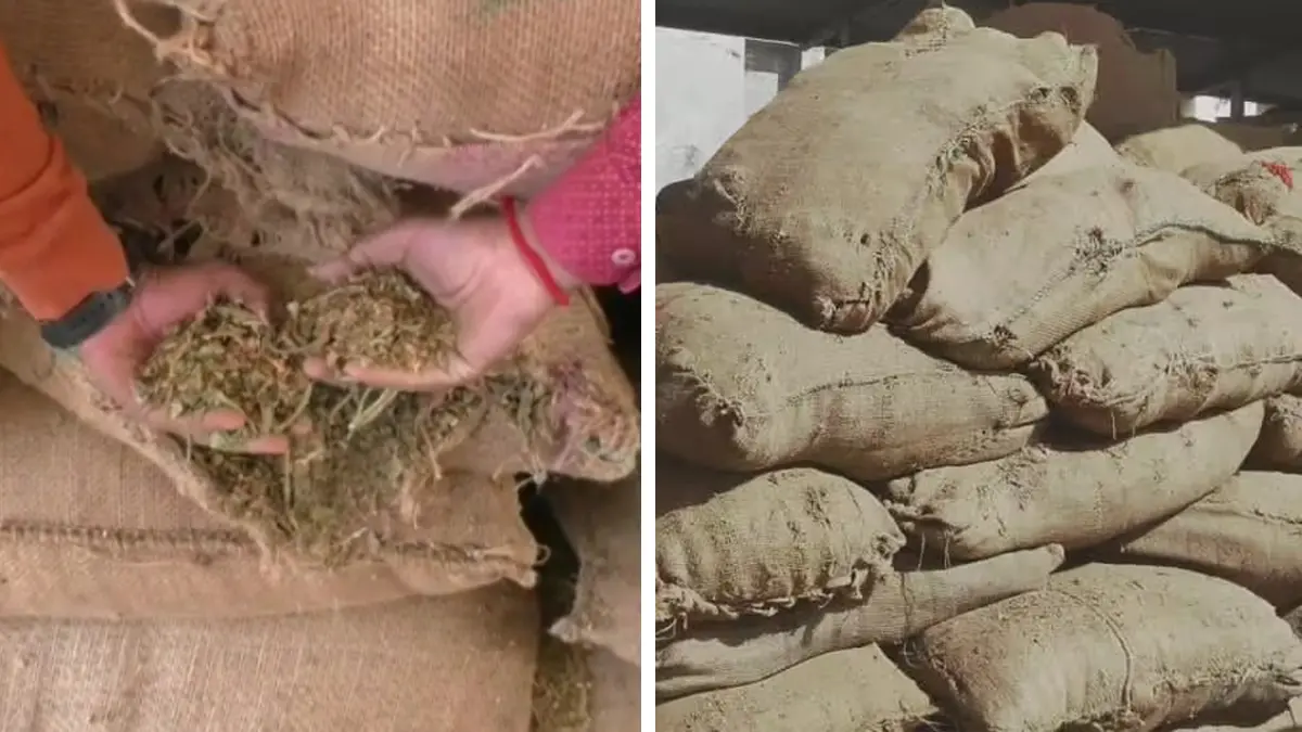 huge-tobacco-revenue-in-unawat-market-yard-more-than-85-thousand-sacks-of-tobacco-revenue-daily-know-the-latest-price-512955