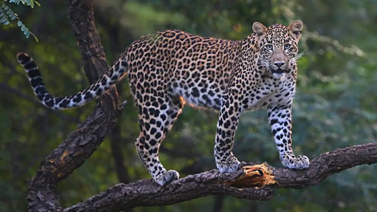 Chhota Udepur: પાવી જેતપુરમાં બાઈક પર જતાં માતા-પુત્ર પર દીપડાનો હુમલો, મોંઢાના ભાગે તરાપ મારી ઊંડો ઘા પાડતા યુવક લોહીલુહાણ