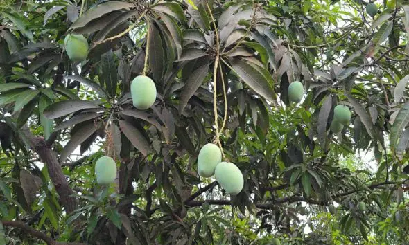 Gondal Market Yard Bhav: રાજકોટ માર્કેટ યાર્ડમાં કાચી કેરીની આવક થઇ, જુઓ આજનો ભાવ