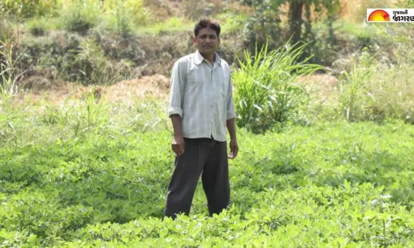 Agriculture News: ગુજરાતમાં ‘પ્રાકૃતિક ખેતી અભિયાન’ બન્યું જનઆંદોલન; હવે ખેતી ખર્ચ ઘટશે અને સ્વાસ્થ્ય સુધરશે