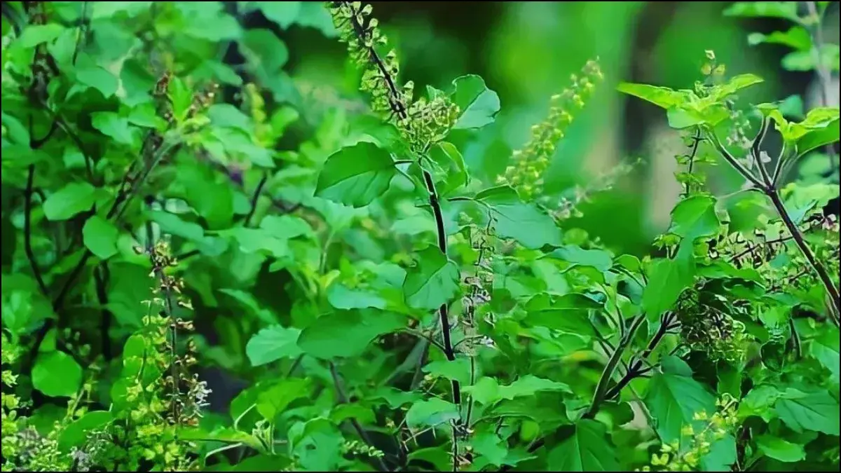 what-21-days-of-basil-leaves-tulsi-do-to-your-body-551366