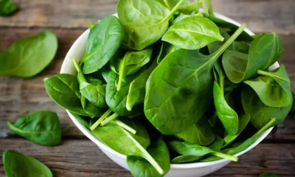 શું પાલક તમારા સ્વાસ્થ્ય માટે હાનિકારક છે? જાણો કોણે પાલક ખાવાનું ટાળવું જોઈએ