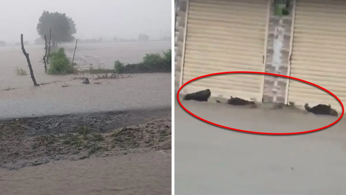 Botad Rain: છેલ્લા 24 કલાકમાં બોટાદના 4 તાલુકામાં મેઘમહેર, ગઢડામાં આભ ફાટતા 13.9 ઈંચ વરસાદ, વહેણમાં 4 ભેંસ તણાઈ