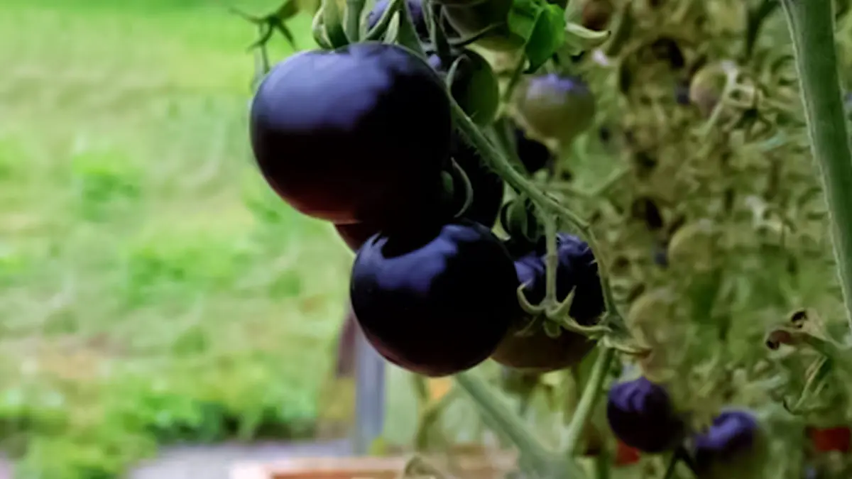 Black Tomatoes Benefits અનેક ગંભીર બીમારીઓમાં રામબાણ છે કાળા ટામેટા 