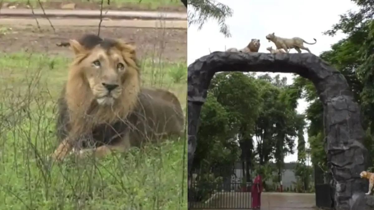 junagadh-gir-national-park-remains-closed-from-june-16-to-october-15-548443