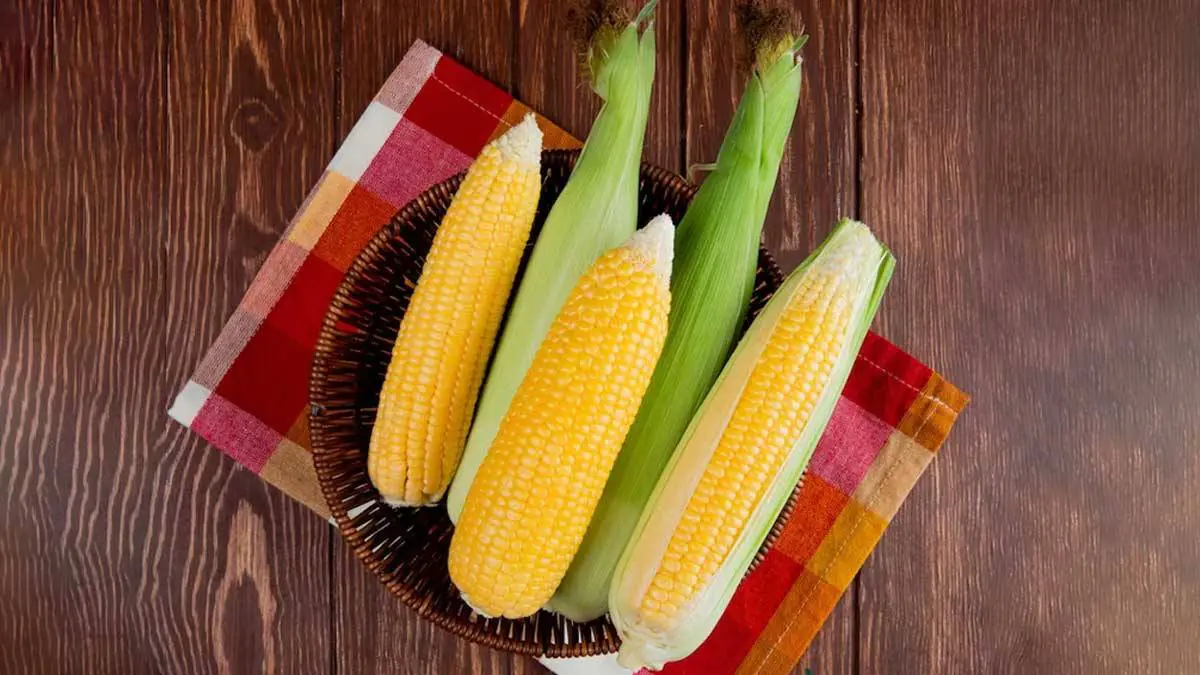 benefits-of-eating-sweet-corn-makai-in-monsoon-570344