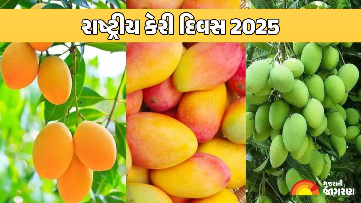 national-mango-day-2025-history-significance-health-benefits-of-mangoes-570337