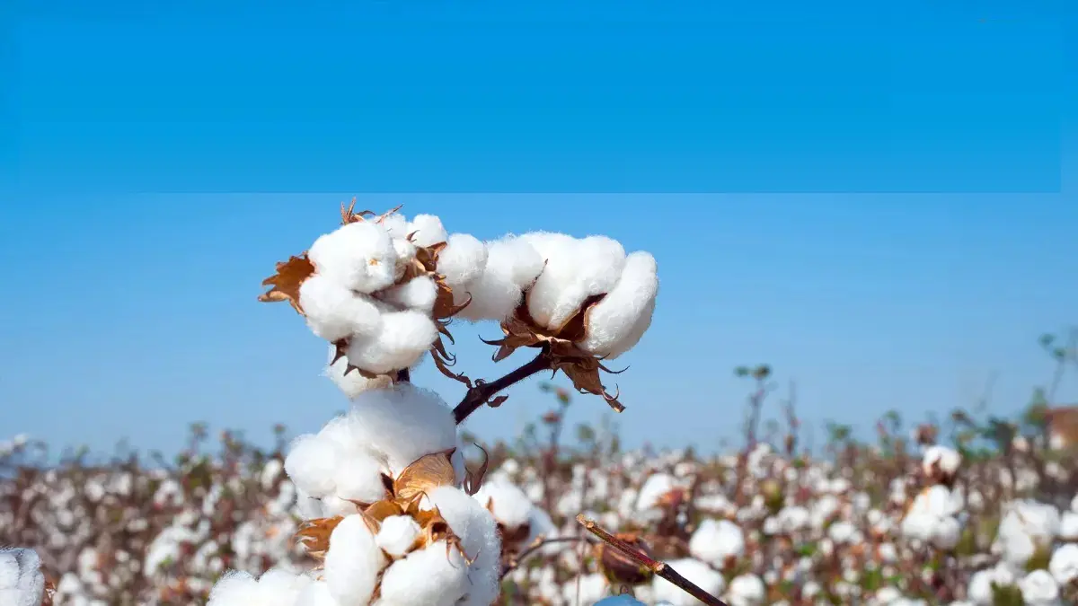 Cotton Price: ઈમ્પોર્ટ ડ્યુટી હટાવતાની સાથે જ કપાસના ભાવમાં આવ્યો રૂપિયા 1100નો કડાકો