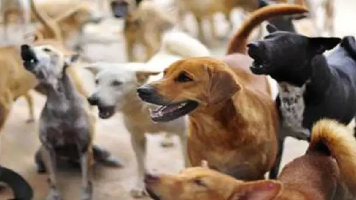 how-will-the-problem-of-stray-dogs-be-solved-591652