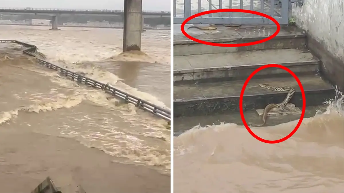 ahmedabad-28-gates-of-vasna-barrage-opened-as-water-released-from-dharoi-dam-into-sabarmati-river-590879
