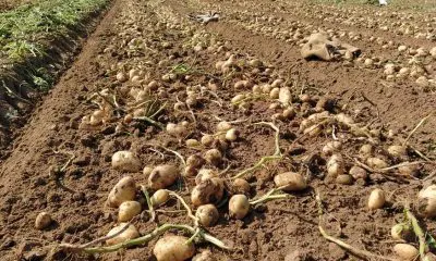 વર્ષ 2024-25માં 18.70 લાખ ટન બટાટાના ઉત્પાદન સાથે બનાસકાંઠા મોખરે, સાબરકાંઠા અને અરવલ્લી બીજા અને ત્રીજા સ્થાને