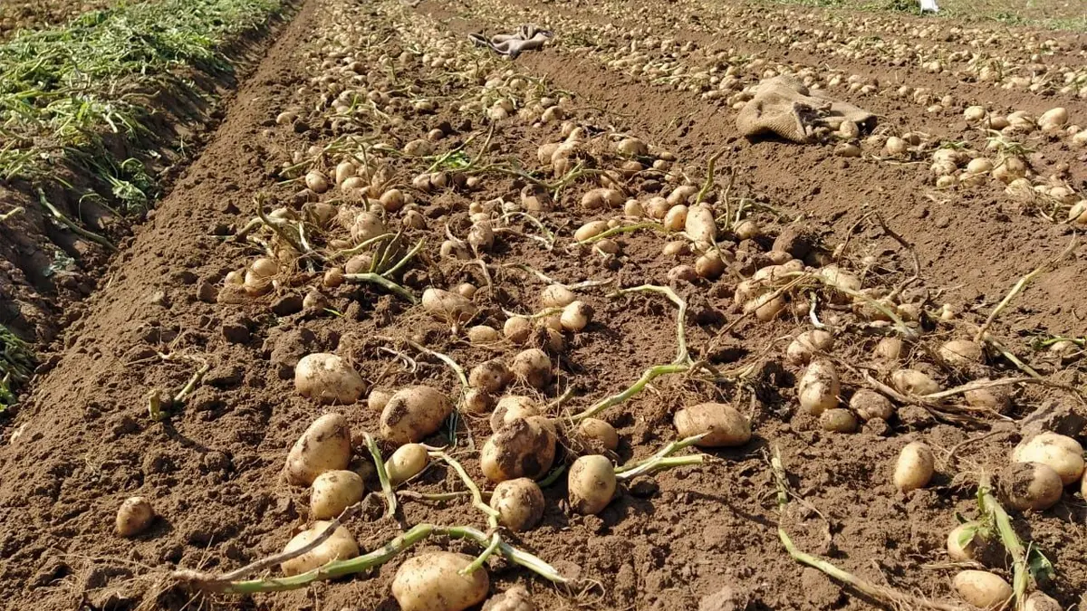 banaskantha-tops-the-list-with-18-70-lakh-tonnes-of-potato-production-in-2024-25-followed-by-sabarkantha-and-aravalli-in-second-and-third-place-590595