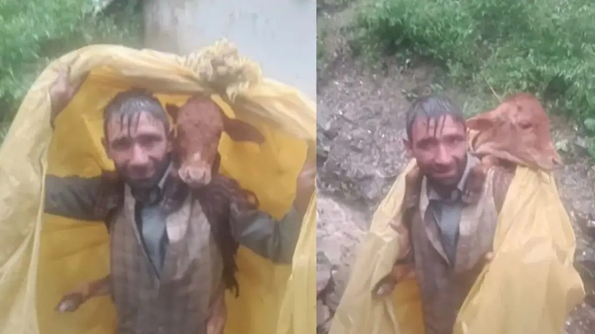 during-the-flood-in-jammu-a-man-saved-the-life-of-a-calf-by-carrying-it-on-his-shoulders-video-viral-595082