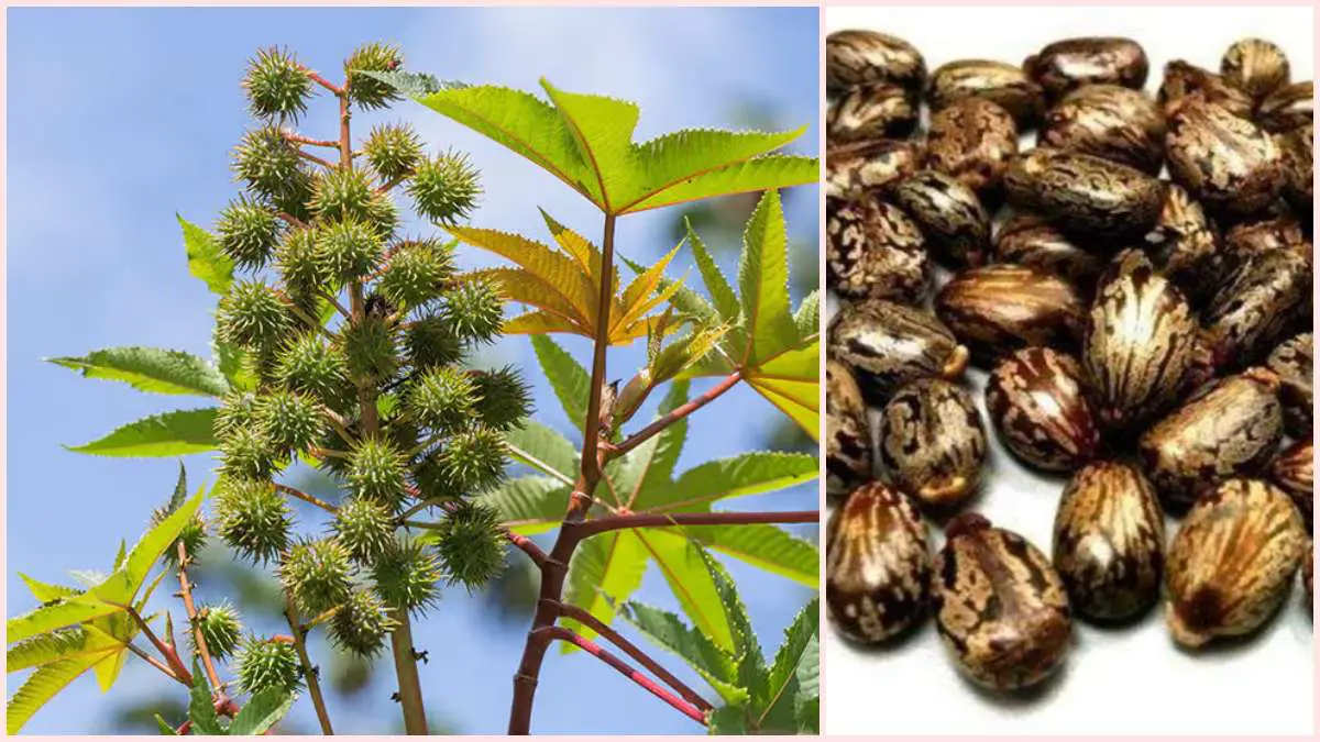 agriculture-news-castor-farming-guide-for-gujarat-farmers-how-to-cultivate-castor-crop-589802