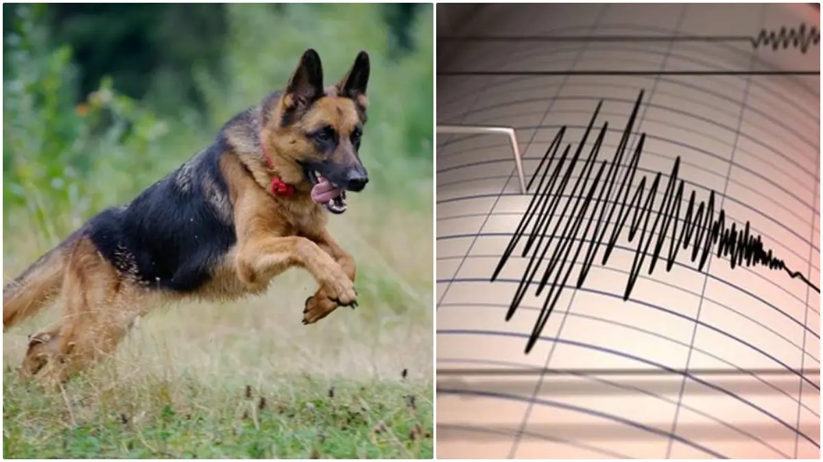 Animals Predict Earthquakes: શું ખરેખર પ્રાણીઓને સુનામી અને ભૂકંપનો અહેસાસ પહેલાં થઈ જાય છે?