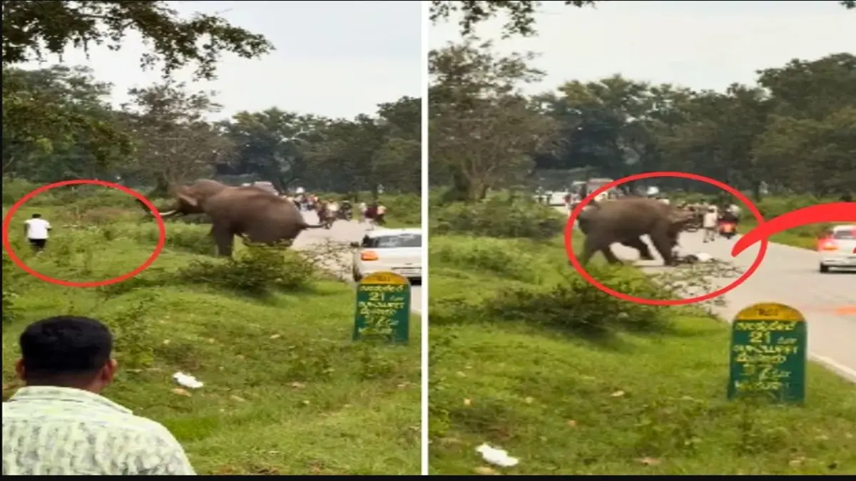 Viral Video: જંગલી હાથી સાથે સેલ્ફી લઈ રહેલા યુવક પર ગજરાજા ભડક્યાં, કર્યો જીવલેણ હુમલો, જુઓ વીડિયો
