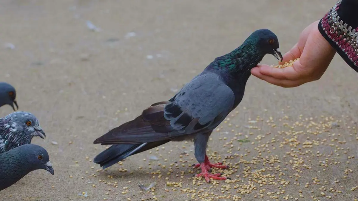 Feeding Pigeons Vastu Tips: કબૂતરને દાણા ખવડાવવાથી શું થાય છે? જાણો તેના નિયમો અને લાભો