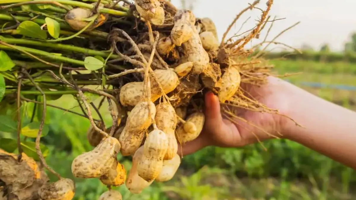gandhinagar-news-81-hector-area-kharif-corps-cultivation-by-farmers-due-to-rain-across-the-gujarat-592265