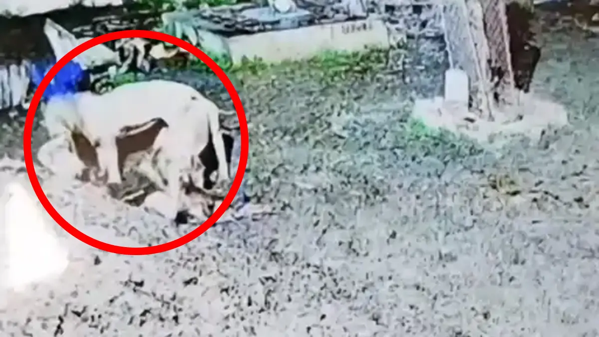 khapat-village-una-two-lions-killed-6-cows-in-cowshed-52-cows-escaped-to-save-lives-590804