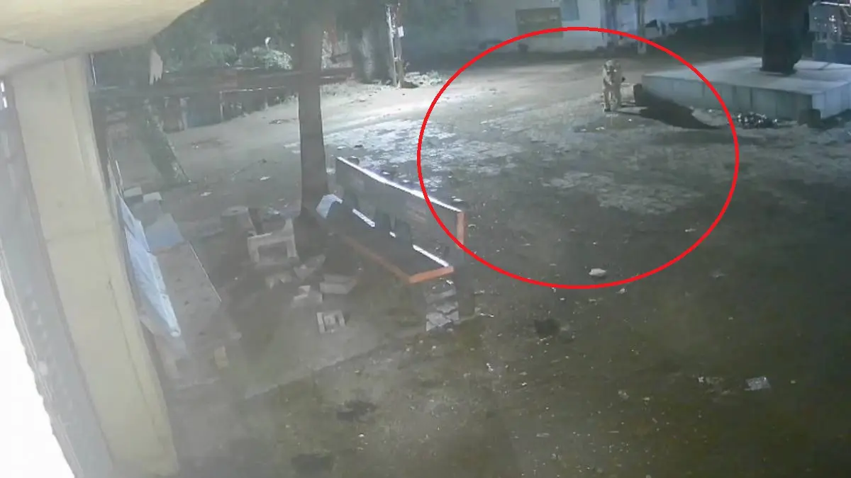amreli-news-lion-enter-in-hipavadali-village-caught-in-cctv-footage-595034