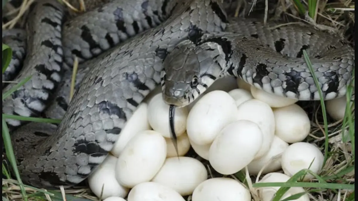 can-any-snake-live-for-500-years-what-is-the-age-of-king-cobra-snake-facts-593838